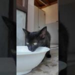 水を飲む子猫(YouTube)