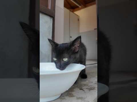 水を飲む子猫(YouTube)