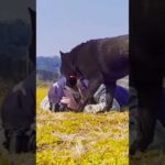 信頼できる友　#犬のいる生活 #犬と共に生きる #保護犬(YouTube)