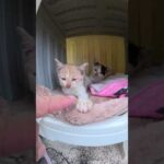 子猫の姉妹が猫ハウスでくろぐ #猫 #ねこ #cat(YouTube)