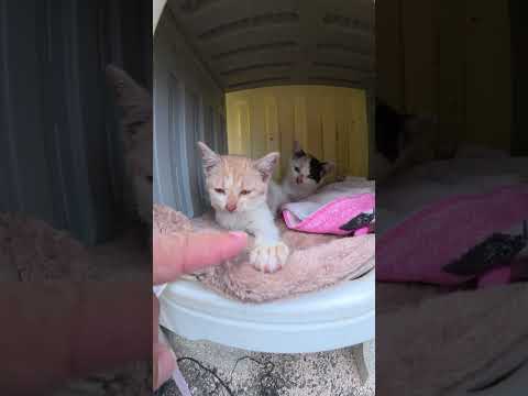 子猫の姉妹が猫ハウスでくろぐ #猫 #ねこ #cat(YouTube)