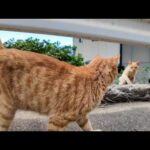 道を歩いてたら猫が次々と出てきて一緒に絶景スポットへ🐾猫島の癒し散歩🌸(YouTube)