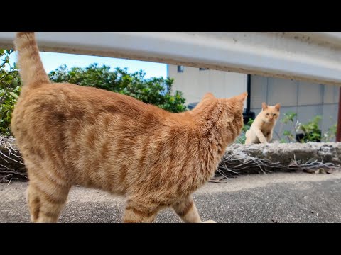 道を歩いてたら猫が次々と出てきて一緒に絶景スポットへ🐾猫島の癒し散歩🌸(YouTube)