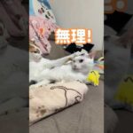 甘噛みが下手でトロに怒られるチロさん #shorts(YouTube)