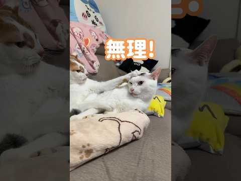 甘噛みが下手でトロに怒られるチロさん #shorts(YouTube)