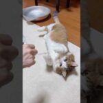 ポフポフ、ポフ、ポフポフポフポフ(YouTube)