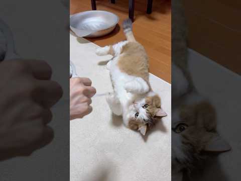 ポフポフ、ポフ、ポフポフポフポフ(YouTube)