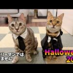 ハロウィンでホグワーツの制服コスプレをさせられるおじ猫たち(YouTube)