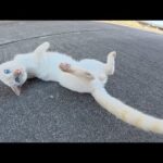海辺の道を散歩していたら、青い瞳の白猫が後を追いかけてきた(YouTube)