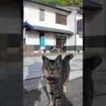 漁港の街の猫ちゃん、モフられにきた(YouTube)