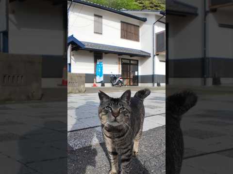漁港の街の猫ちゃん、モフられにきた(YouTube)