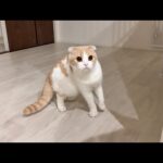 家のすぐ側に雷が落ちたら猫が腰を抜かしてこうなっちゃいました…(YouTube)