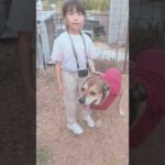 保護犬と共に生きる　#大型犬のいる生活 #骨肉腫 #断脚手術(YouTube)