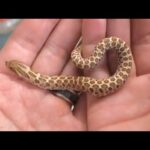 シシバナヘビが産まれて2ヶ月・・・(YouTube)