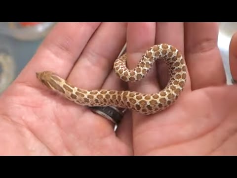 シシバナヘビが産まれて2ヶ月・・・(YouTube)