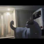 息子と一緒にナイトを―キングを楽しむ猫(YouTube)