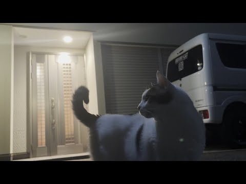 息子と一緒にナイトを―キングを楽しむ猫(YouTube)
