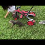 ワンちゃんとの遭遇！色々なことが起きる公園散歩！ Encounter with a dog! All sorts of things happen on park walks!(YouTube)