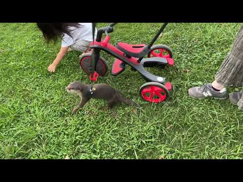 ワンちゃんとの遭遇！色々なことが起きる公園散歩！ Encounter with a dog! All sorts of things happen on park walks!(YouTube)