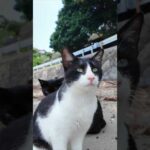 ✨🐾猫島ビーチで猫まみれ集会に参加してみたら…🌴😻(YouTube)