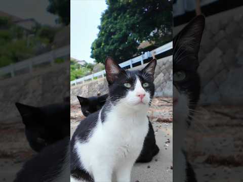 ✨🐾猫島ビーチで猫まみれ集会に参加してみたら…🌴😻(YouTube)