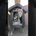 お地蔵様の水を横取りする猫 #猫 #ねこ #cat(YouTube)