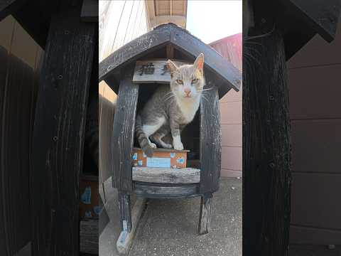 お地蔵様の水を横取りする猫 #猫 #ねこ #cat(YouTube)