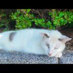 海沿いの公園の植え込みで寝てた猫ちゃんが「ナデて～」って出てきた💕(YouTube)