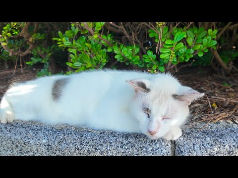 海沿いの公園の植え込みで寝てた猫ちゃんが「ナデて～」って出てきた💕(YouTube)