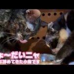 ちょ～だいニャ  だんだん諦めてきた小梅です  2025 10 12 1(YouTube)