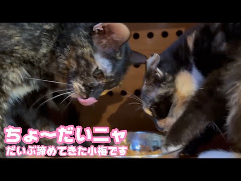 ちょ～だいニャ  だんだん諦めてきた小梅です  2025 10 12 1(YouTube)