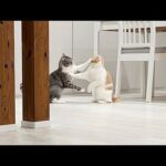 夜中に猫たちが急に暴れ出したので隠し撮りしてたらまさかの展開に…(YouTube)