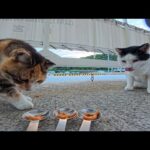 港にいた白黒猫にちゅーるをあげていたら黒猫が参戦！さらに三毛猫ちゃんまで登場して癒やし倍増🐱💕(YouTube)