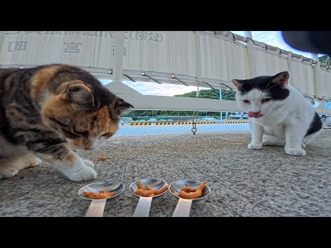 港にいた白黒猫にちゅーるをあげていたら黒猫が参戦！さらに三毛猫ちゃんまで登場して癒やし倍増🐱💕(YouTube)