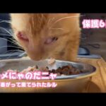 グルメにゃのニャン！  両眼が塞がって棄てられたルル  保護6日目   2025 10 21 1(YouTube)