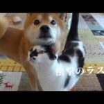 柴犬に猫語で迫る猫！最後の展開が正直激萌えです。。(YouTube)