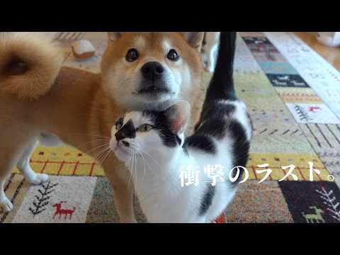 柴犬に猫語で迫る猫！最後の展開が正直激萌えです。。(YouTube)