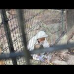 カピバラcapybara(YouTube)