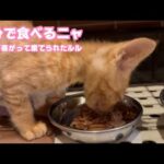 自分で食べれるニャン  両目が塞がって棄てられたルル  保護3日目   2025 10 18 1(YouTube)