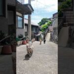 猫の関所(YouTube)