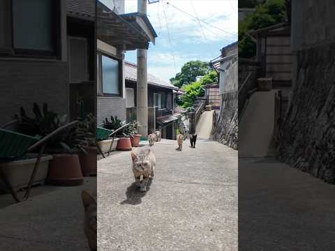 猫の関所(YouTube)
