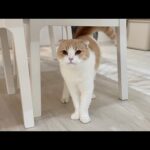 兄に反抗して珍しく本気で叱られた猫がこうなっちゃいました…(YouTube)