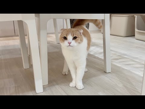 兄に反抗して珍しく本気で叱られた猫がこうなっちゃいました…(YouTube)