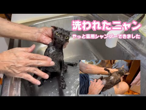 洗われたニャンwww  やっと薬用シャンプーできました  ベタ慣れで棄てられたリリ  2025 10 23 2(YouTube)