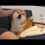 柴犬と猫との日常で、不思議なことが次々と起こり始めてます。(YouTube)