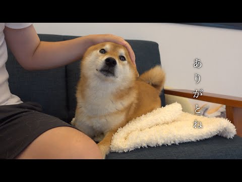 柴犬と猫との日常で、不思議なことが次々と起こり始めてます。(YouTube)