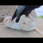 凶暴すぎて手におえない茶シロ猫ちゃんをモフろうとしたら…(YouTube)