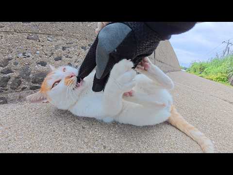 凶暴すぎて手におえない茶シロ猫ちゃんをモフろうとしたら…(YouTube)