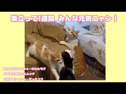島を巣立って1週間  みんな元気ニャン  泥の中からレスキューされた桃紅 小学生に拾われた椋  シャーシャーでビビリだった柚   2025 10 04 2(YouTube)
