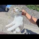 怖がりな子猫ちゃんと強引なスキンシップを取ったら懐いてくれた(YouTube)